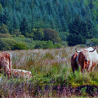 Buy canvas prints of Heilan' Coos by Steven Watson