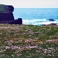 Buy canvas prints of Thrift at Yesnaby by Steven Watson