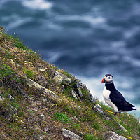 Buy canvas prints of Puffin on The Slithers by Steven Watson