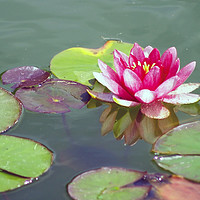 Buy canvas prints of A Pink Waterlily by Steven Watson