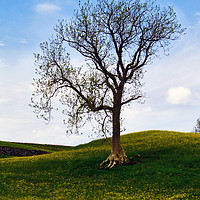 Buy canvas prints of A Keld Tree by Steven Watson