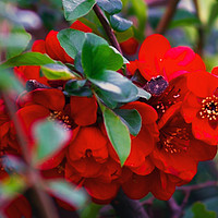 Buy canvas prints of Chaenomeles Japonica by Steven Watson