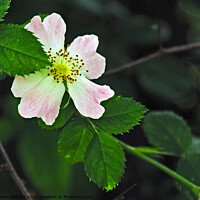 Buy canvas prints of Rosa Canina by Steven Watson