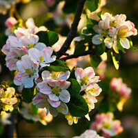 Buy canvas prints of Apple Blossom by Steven Watson