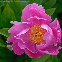 Buy canvas prints of PINK PEONY by Helen Cullens