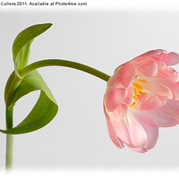 Buy canvas prints of PINK TULIP by Helen Cullens