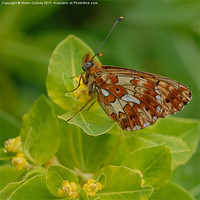 Buy canvas prints of PEARL BORDERED FRITILLARY by Helen Cullens