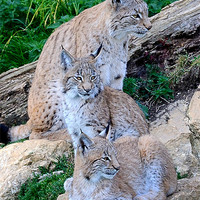 Buy canvas prints of LYNX FAMILY by Helen Cullens