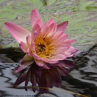 Buy canvas prints of Waterlily by Helen Cullens