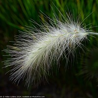 Buy canvas prints of Fountain Grass by Helen Cullens