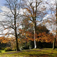 Buy canvas prints of Beeches in Autumn by Helen Cullens