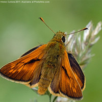 Buy canvas prints of LARGE SKIPPER by Helen Cullens