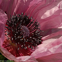 Buy canvas prints of HEART OF THE FLOWER by Helen Cullens