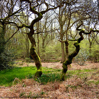Buy canvas prints of HERTFORDSHIRE WOOD by Helen Cullens