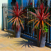 Buy canvas prints of PALMS by Helen Cullens