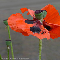 Buy canvas prints of WINDSWEPT POPPY by Helen Cullens
