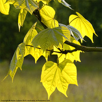 Buy canvas prints of BACK-LIT LEAVES by Helen Cullens
