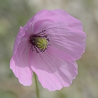 Buy canvas prints of PINK POPPY by Helen Cullens