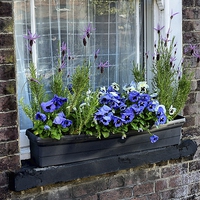 Buy canvas prints of WINDOW BOX by Helen Cullens