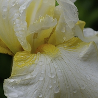 Buy canvas prints of IRIS EDALE by Helen Cullens