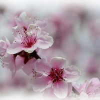 Buy canvas prints of BLOSSOM by Helen Cullens