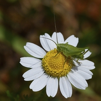 Buy canvas prints of CRICKET ON A DAISY by Helen Cullens