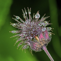 Buy canvas prints of WATER AVENS by Helen Cullens