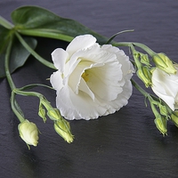 Buy canvas prints of  LISIANTHUS by Helen Cullens