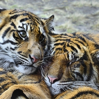 Buy canvas prints of  TIGER CUBS by Helen Cullens