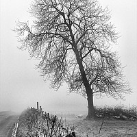 Buy canvas prints of TREE IN THE MIST by Helen Cullens