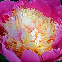 Buy canvas prints of PEONY                                     by Helen Cullens