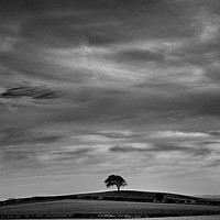 Buy canvas prints of LONESOME TREE                                     by Helen Cullens