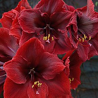 Buy canvas prints of HIPPEASTRUM                                     by Helen Cullens