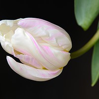 Buy canvas prints of TULIP                                     by Helen Cullens