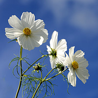 Buy canvas prints of COSMOS                                     by Helen Cullens