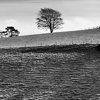 Buy canvas prints of Tree on the Skyline                                by Helen Cullens