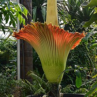 Buy canvas prints of TITAN ARUM                                     by Helen Cullens
