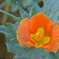 Buy canvas prints of HORNED POPPY by Helen Cullens