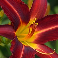 Buy canvas prints of Day Lily 'Stafford' by Helen Cullens