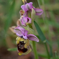Buy canvas prints of Ophrys tenthredinifera - Sawfly Orchid by Helen Cullens