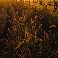 Buy canvas prints of sunrise fenceline by John  Hartman