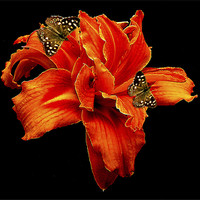 Buy canvas prints of Orange Flower by Derek Vines