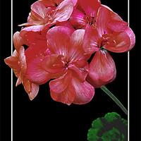 Buy canvas prints of Pink Geranium by Derek Vines