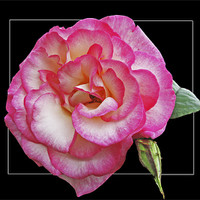 Buy canvas prints of Rose (Handel) by Derek Vines