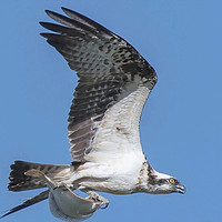 Buy canvas prints of Osprey with fish by Stuart Prosser