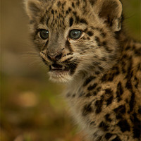 Buy canvas prints of Snow Leopard Cub by Karl Thompson