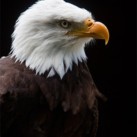 Buy canvas prints of Majestic American Bald Eagle by Karl Thompson