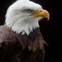 Buy canvas prints of Majestic AMerican Bald Eagle by Karl Thompson