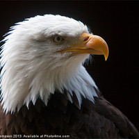 Buy canvas prints of The king of Eagles by Karl Thompson