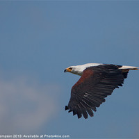 Buy canvas prints of Majestic African Fish Eagle by Karl Thompson